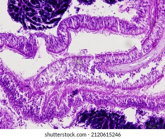 Animal Tissue Samples Under Microscope Lab Stock Photo (Edit Now ...