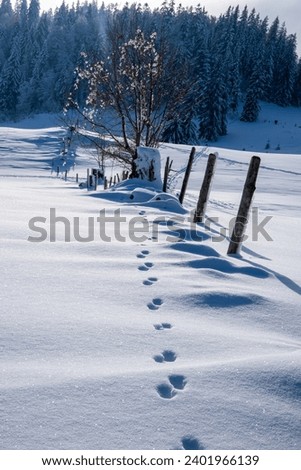 Animal traces in the snow. Tree silhouette in Winterlandscape