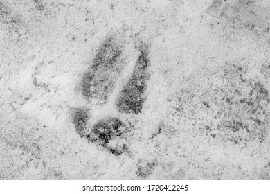 An animal track, the hoof print of a deer, is impressed in white snow in the woods.