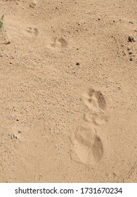 Animal Tracks In The Desert Sand