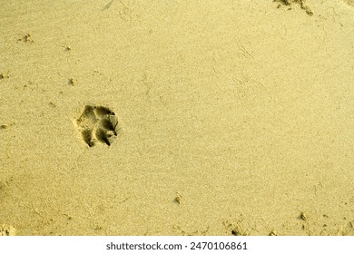 Animal tracks embedded in the soft beach sand, a silent narrative of creatures exploring the tranquil shoreline's expanse. - Powered by Shutterstock