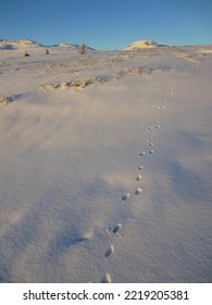 Animal Tracks In Fresh Snow