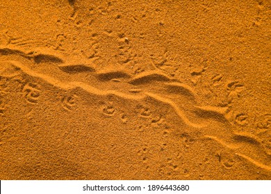 3,691 Desert animal tracks Images, Stock Photos & Vectors | Shutterstock