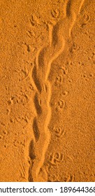 3,691 Desert animal tracks Images, Stock Photos & Vectors | Shutterstock