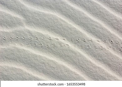 Animal Tracks On White Sands National Monument, New Mexico, USA.