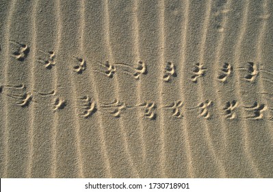 Animal Tracks In The Sand