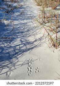 Animal Tracks In The Sand Dunes