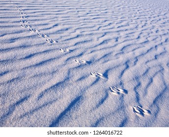 Animal Tracks In The Sand At White Sands National Monument, New Mexico