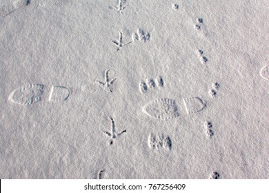 Animal Tracks In The Snow