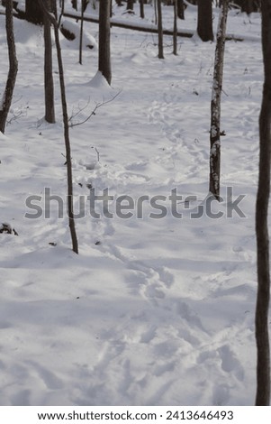 Animal tracks in snow criss crossing each other