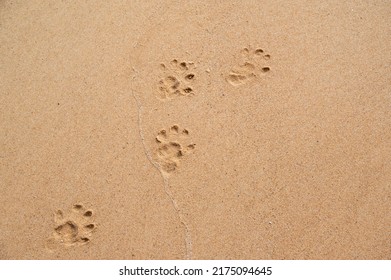 Animal Tracks In Yellow Sand On The Beach.