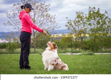 Animal Trainer Giving Snack Reward To Dog After Training. Woman And Australian Shepherd. Pet Owner With Her Dog Outdoors