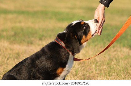 Animal Training. The Owner Gives The Dog A Treat From His Hand For The Command He Has Completed. Cute Swiss Mountain Dog Puppy On A Leash.