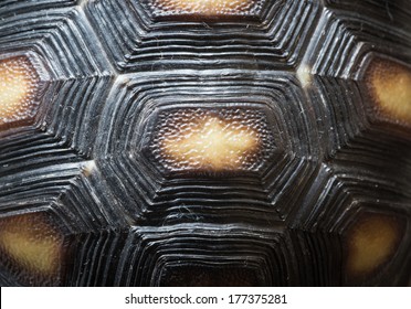 Animal Turtle Shell Pattern Texture