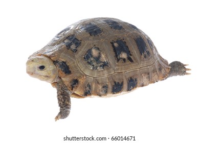 Animal Turtle Tortoise Isolated White Background Stock Photo (Edit Now ...