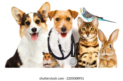 Animal Veterinary Set On White Background