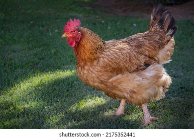 Animal Welfare: Cage Free Chicken