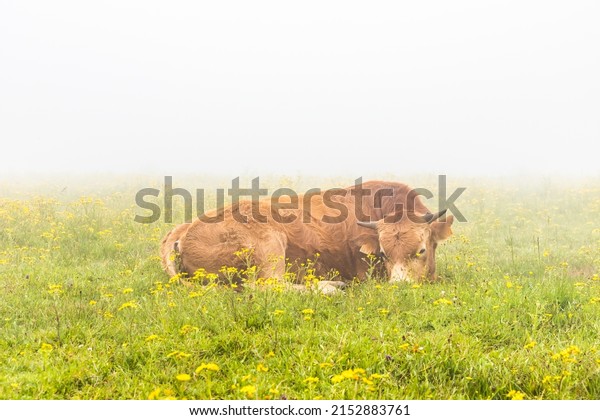 Animal welfare. A lying cow in a meadow with\
flowers in Asturias,\
Spain.