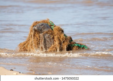 Animal Welfare. Marine Pollution. Seal Caught In Discarded Plastic Fishing Net. Dangerous Human Waste Causing Suffering To Ocean Wildlife. Industry Neglect. Seal From The Horsey Colony UK Later Freed 