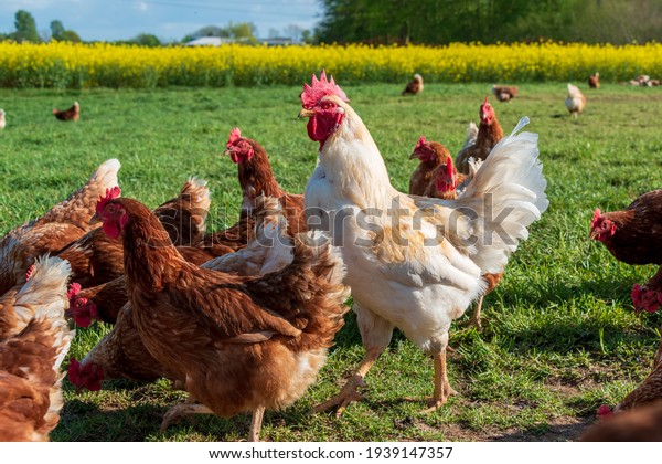 Animal welfare in Schleswig-Holstein.\
Free roaming chickens in a meadow in Moorsee near\
Kiel