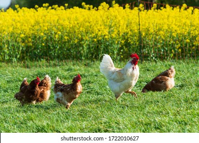 Animal welfare in Schleswig-Holstein. Free-range chickens in a meadow in Moorsee near Kiel - Shutterstock ID 1722010627