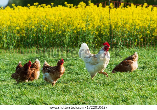 Animal welfare in Schleswig-Holstein.\
Free-range chickens in a meadow in Moorsee near\
Kiel