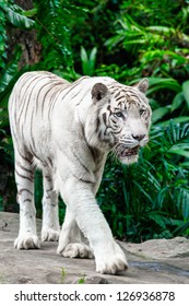 Animal: White Tiger Walking