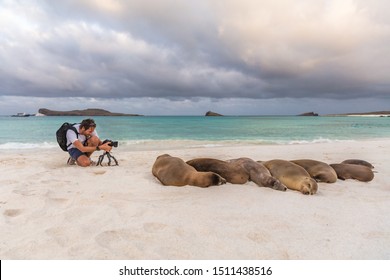 Animal Wildlife Nature Photographer Tourist Photographing Galapagos Sea Lion In Sand Lying On Beach On Gardner Bay Beach, Espanola Island, Galapagos Islands, Ecuador, South America.