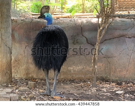 Animal and Wildlife, Northern Cassowary Bird or Casuarius Unappendiculatus, A Large, Stocky Flightless Bird of Northern New Guinea