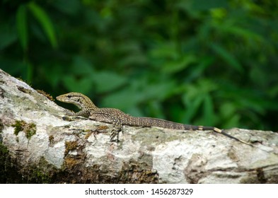 157 Asian baby water monitor lizard Images, Stock Photos & Vectors ...