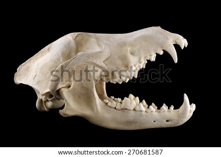 Animal wolf skull with big fangs in opened mouth isolated on a black background
