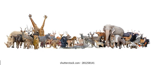 Animal Of The World Isolated On White Background