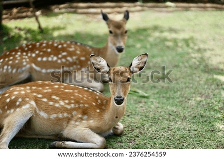 Animal zoo deer safari forest
