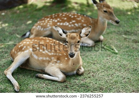 Animal zoo deer safari forest nature park