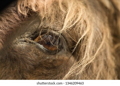 animaleye in focus