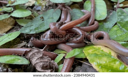 Animalia, earthworm close up on the ground