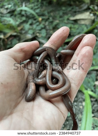 Animalia, earthworm close up on the  hand