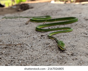 animalia reptilia asian vine snake aheatulla