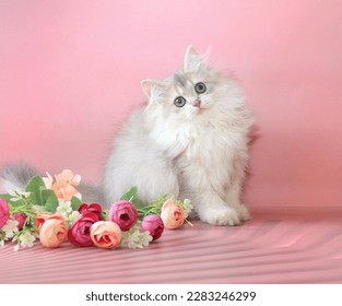 animal,kitten,  young, feline,cute,fluffy, playful ,beautiful,kitten,cat,tail,breed,cute,play, spring,background,pink. - Shutterstock ID 2283246299