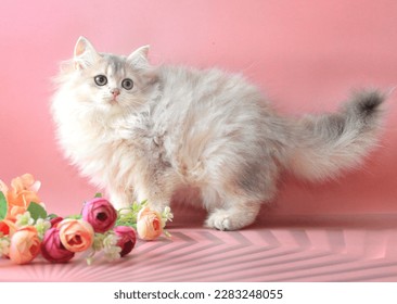 animal,kitten,cat,cute,red,fluffy,wool,beauty ,feline, beautiful,cute,cute,british ,fur,funny,portrait,pink,flowers, british chinchilla - Shutterstock ID 2283248055