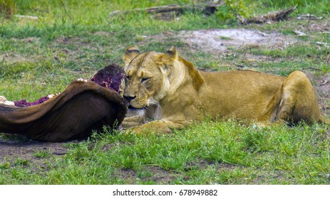 Animals