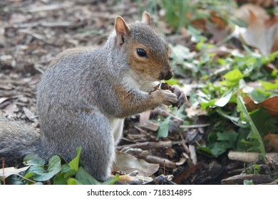 Animals