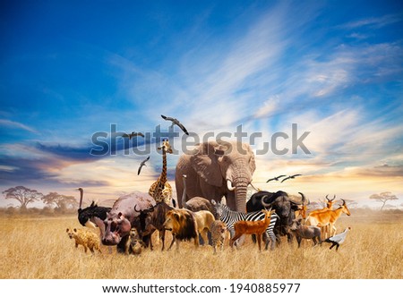 Animals in Africa giraffe, lion, elephant, others