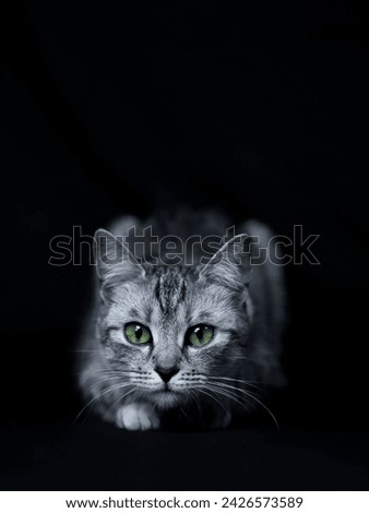 Image, Stock Photo Cat looks playfully into the camera