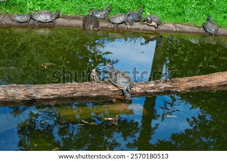 animals, aquatic, crawling, creatures, ecosystem, flippers, float, freshwater, greenery, group, habitat, lagoon, muddy, nature, paddle, paddlers, paddling, pond, pondlife, reptiles, riverbed, shallow,