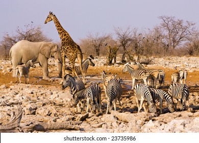 Animals Around A Water Hole