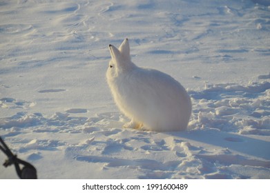 Animals In Artic In Danmarkshavn