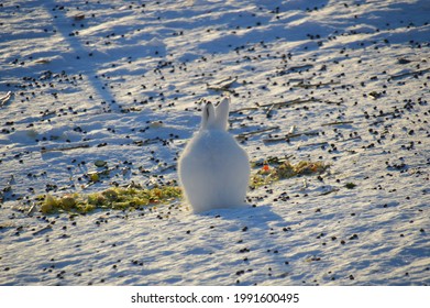 Animals In Artic In Danmarkshavn