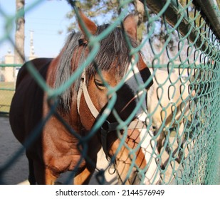 Animals Being Held Captive For Fun A Sad Horse 