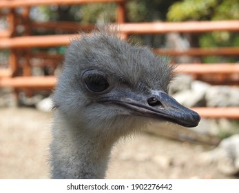 Animals In Belgrade Zoo, Zoomed